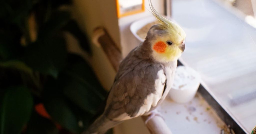 Why does my Cockatiel Scream when I leave the room?