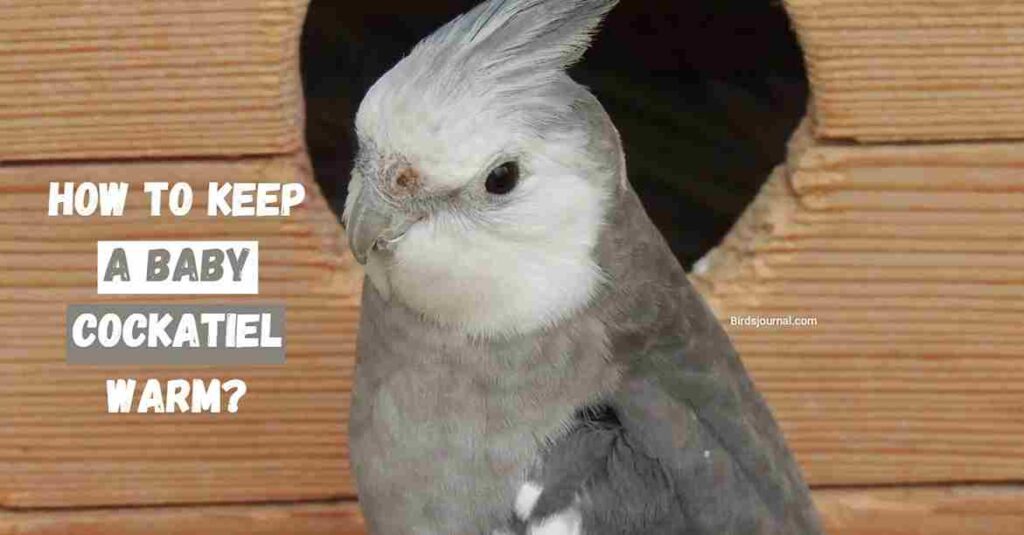 How to keep a baby cockatiel warm?