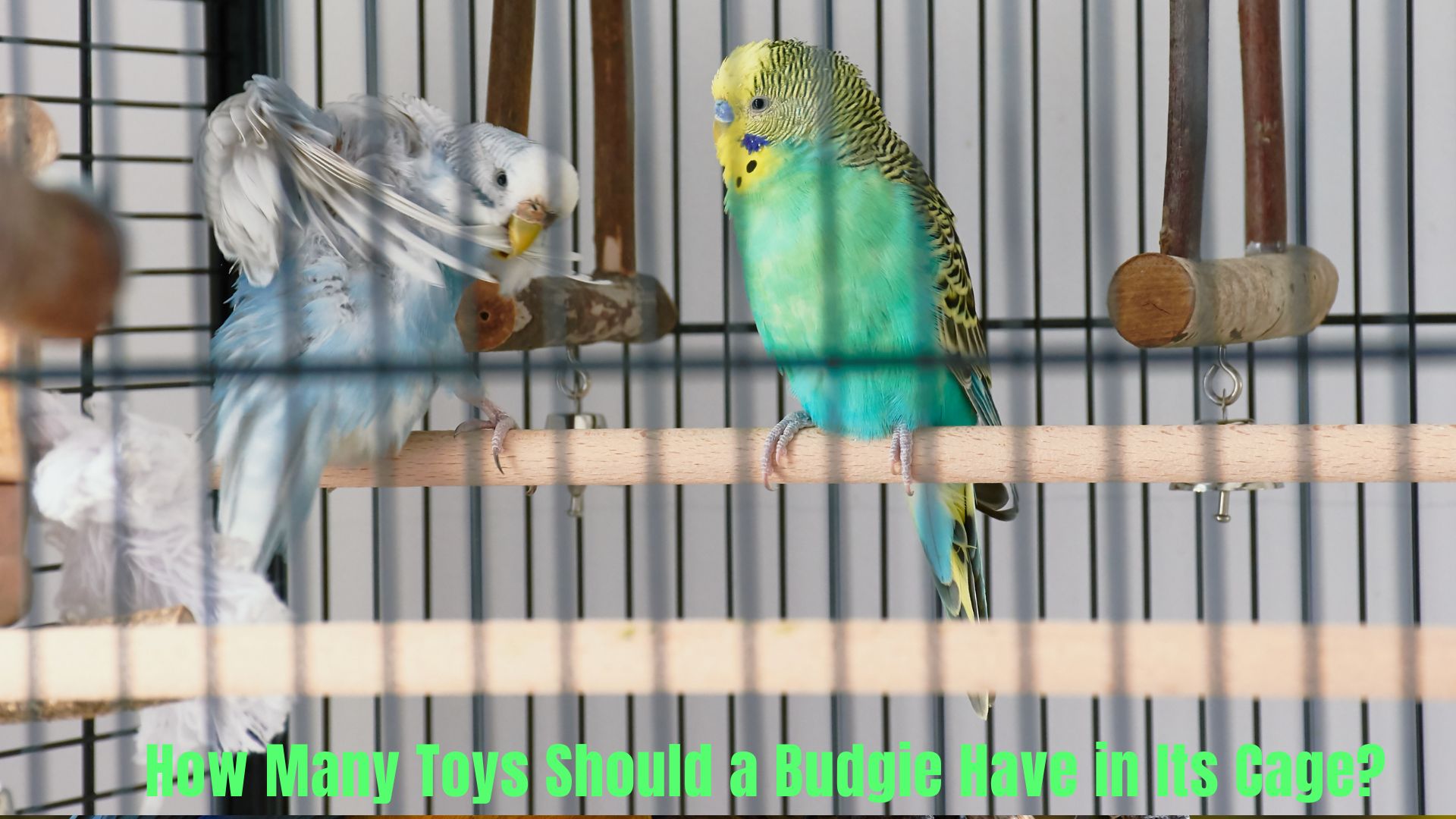 How Many Toys Should a Budgie Have in Its Cage