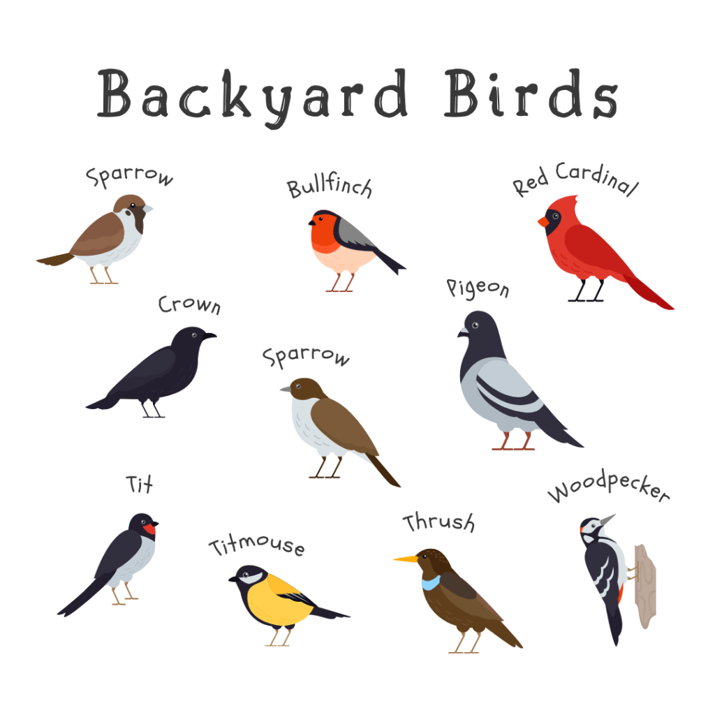 White Black Illustrated Backyard Birds Instagram Post