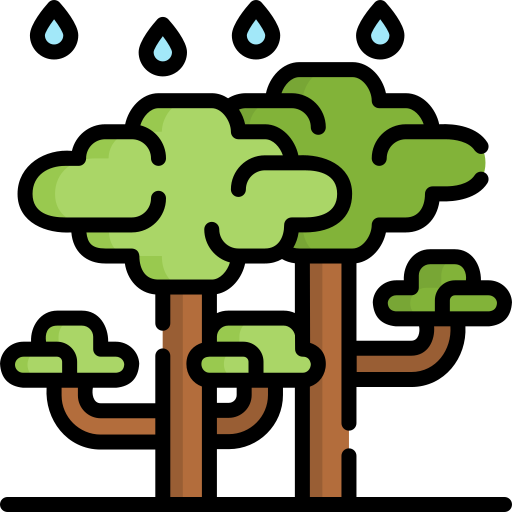 Rainforest